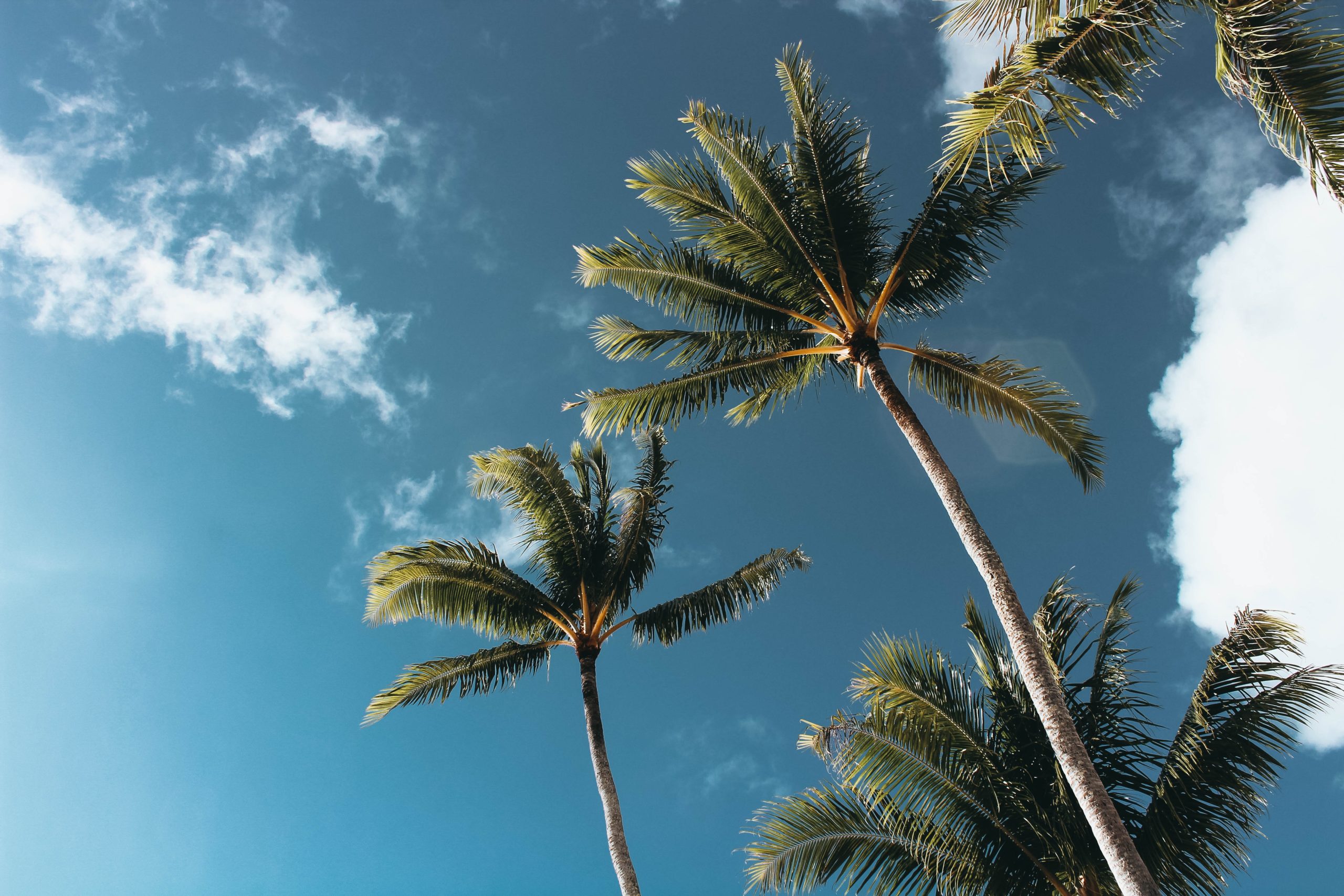 green palm trees blue skies